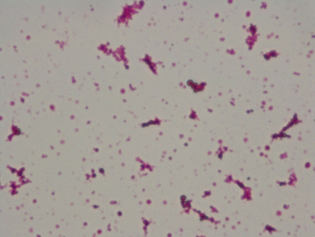 Coccus Slides - Coccus 08 1000X